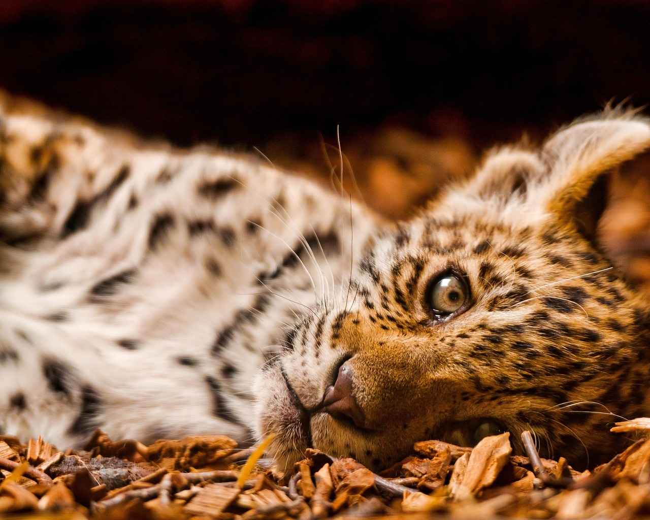 Subway Surfers Journey: From Concept to Classic 2 Gameplay Mechanics Explained